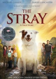 857000006576 Stray : A True Story (DVD)